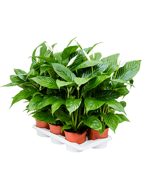Spathiphyllum 'Vivaldi' — lot de 6 plantes de 75 cm en pots de 17/15 cm, fond blanc