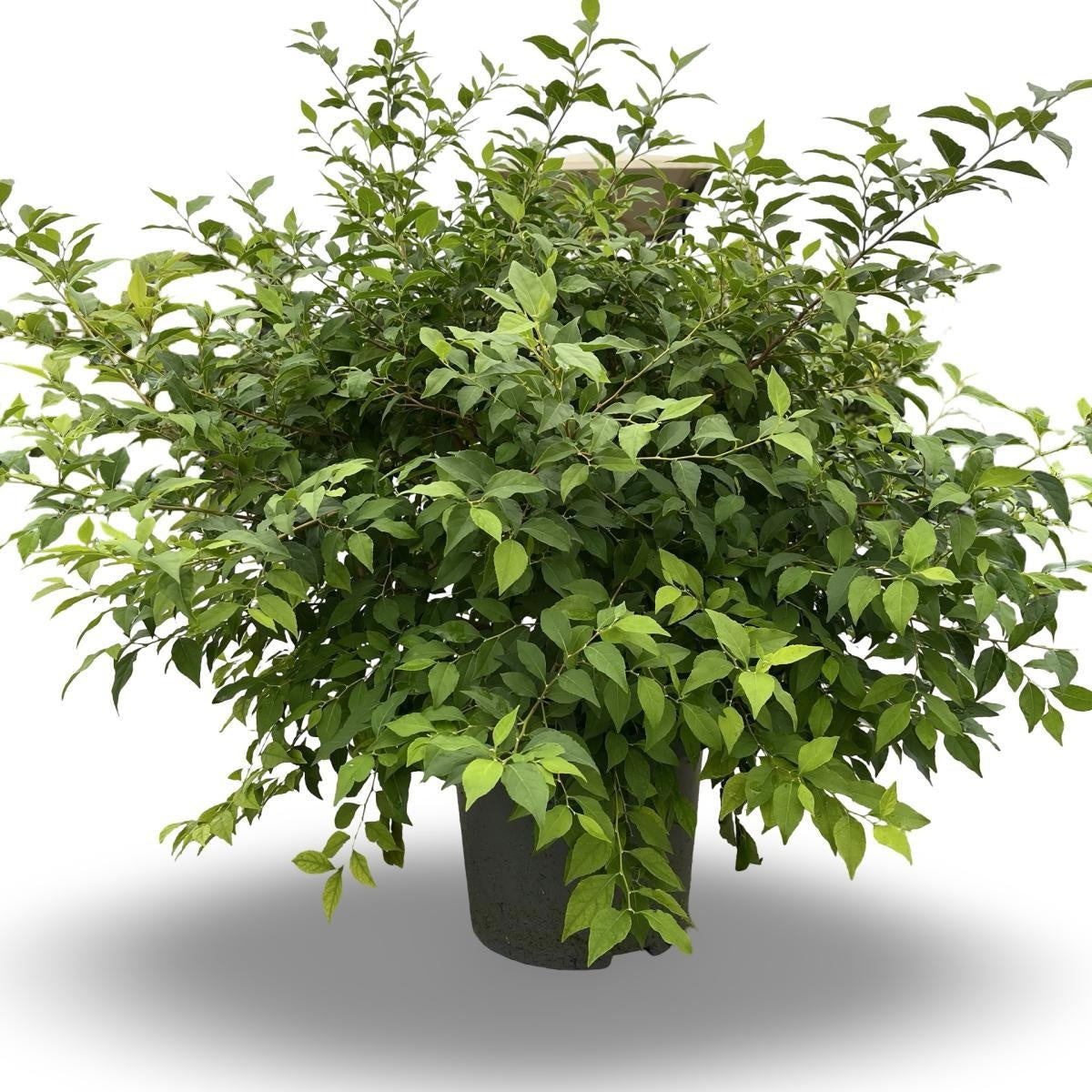 Styrax japonicus, sujet en pot de culture de 32 cm, format 120 cm — photographie de la référence F00015734, proposée par lot de 10 plantes
