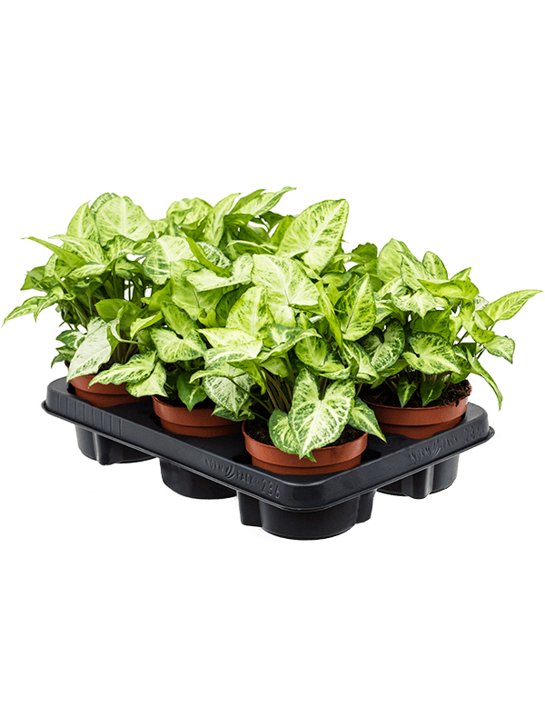 Syngonium 'Arrow' — 25 cm, lot de 6 plantes en pots de 12/10 cm, photo détourée pour fond blanc