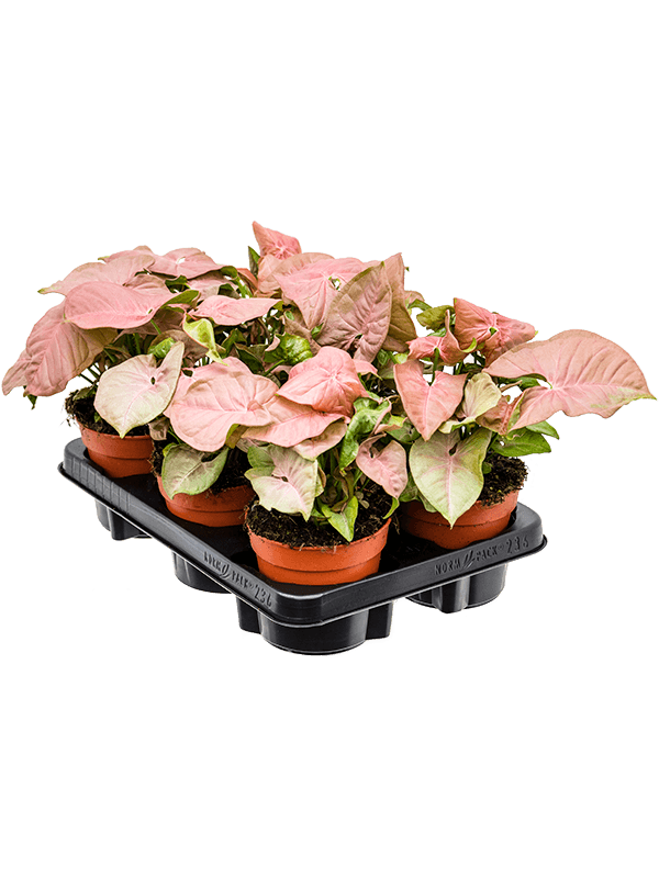 Syngonium ‘Neon’ — 26 cm, lot de 6 plantes en pots de 12/10 cm, fond blanc