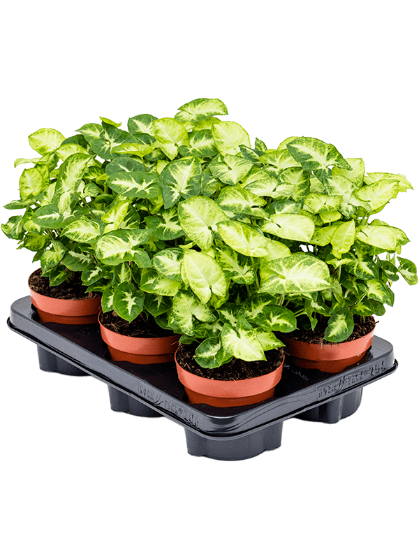Syngonium 'Pixie' — lot de 6 plantes de 25 cm en pots de culture, hors hydro