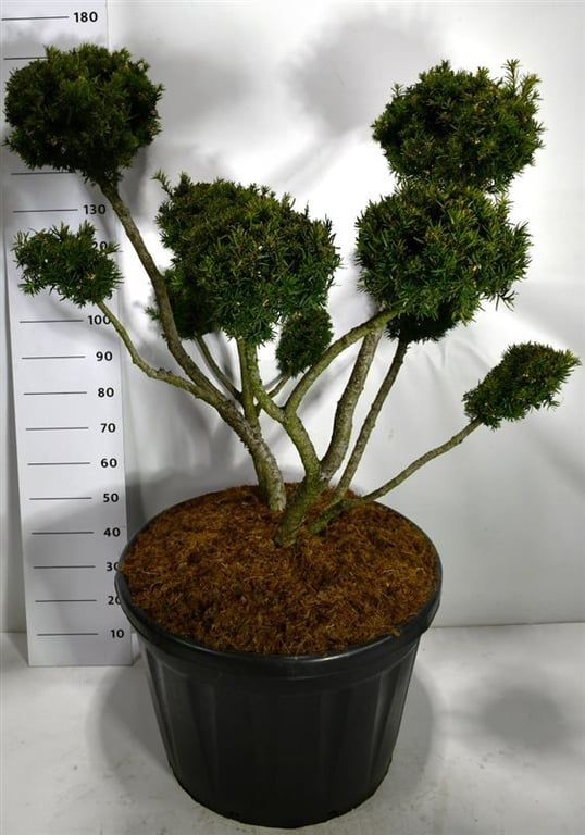 
                  
                    If Taxus media Farmen en bonsaï de jardin à plusieurs branches dégagées et volumes de feuillage persistant, 170 cm
                  
                
