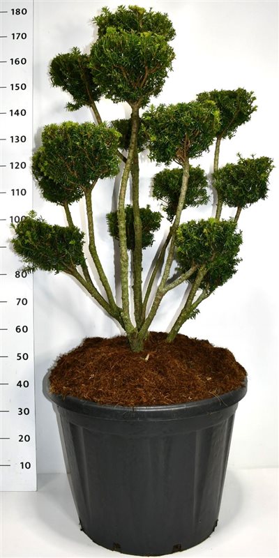
                  
                    If Taxus media Farmen en bonsaï de jardin à plusieurs branches dégagées et volumes de feuillage persistant, 180 cm
                  
                