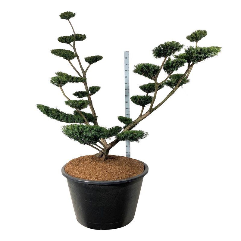 
                  
                    Taxus media Farmen en bonsaï de jardin, charpente largement ouverte et petits plateaux étagés, 270 cm
                  
                
