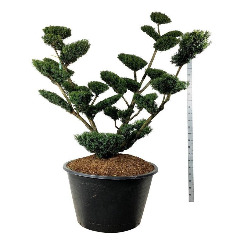 
                  
                    Taxus media Farmen en bonsaï de jardin, branches ouvertes en éventail et couronnes de feuillage vert foncé, 250 cm
                  
                