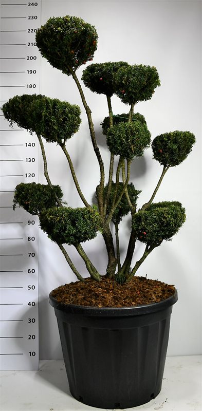 
                  
                    If Taxus media Hicksii taillé en plateaux de feuillage vert sombre sur plusieurs branches dégagées, 230 cm en pot de 65 cm
                  
                