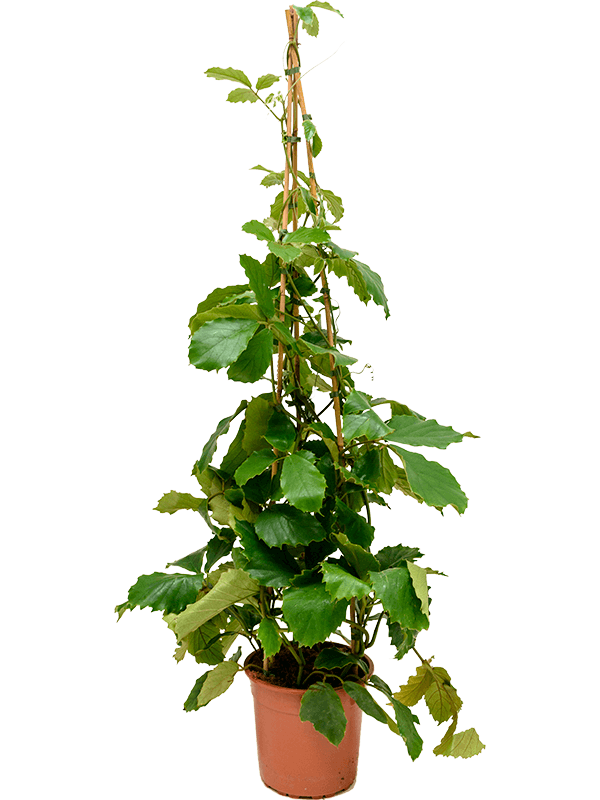 
                  
                    Tetrastigma voinierianum sur support pyramidal, hauteur 150 cm, pot de 27 cm
                  
                