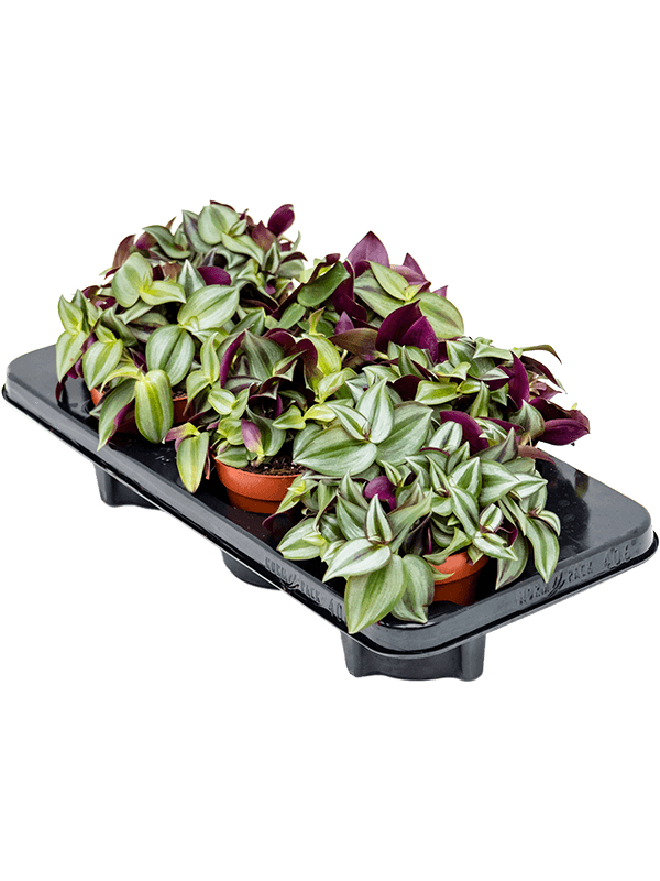 Tradescantia zebrina — lot de 6 plantes de 20 cm en pots de 12 cm, fond blanc