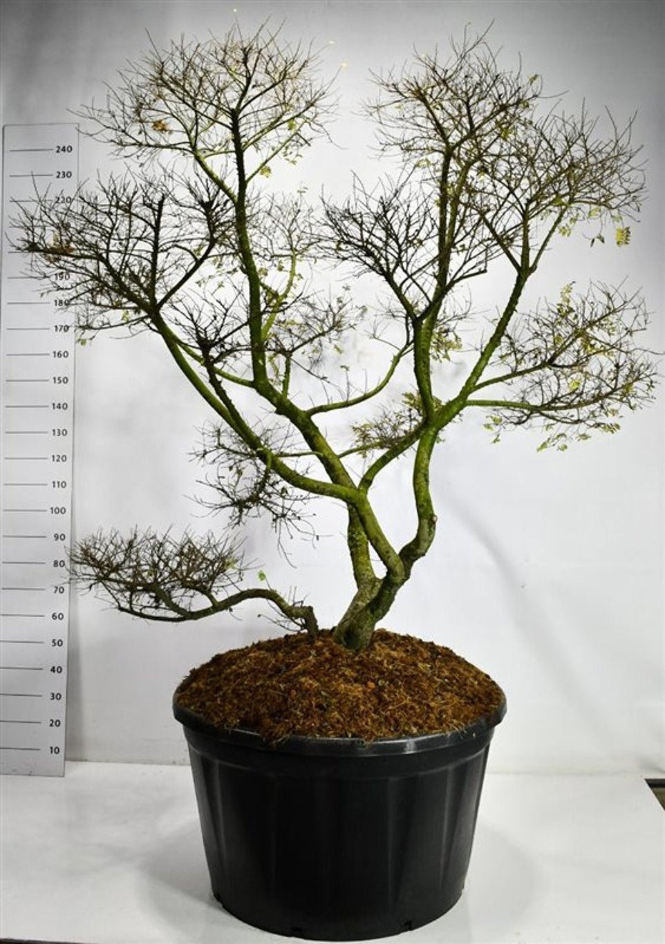 
                  
                    Ulmus Jacqueline Hillier en bonsaï de jardin, ramification apparente en repos végétatif, hauteur 260 cm en pot de 96 cm
                  
                