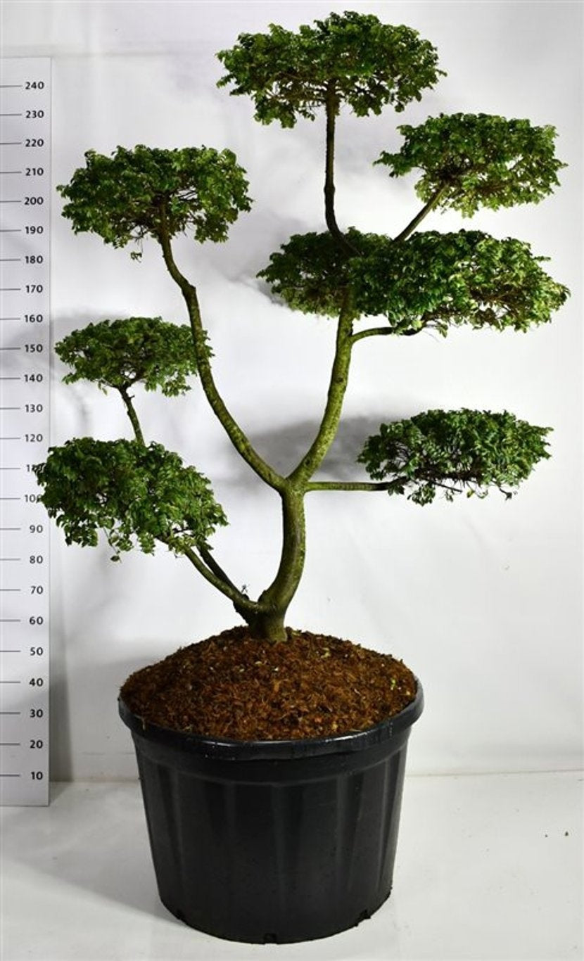 
                  
                    Orme Ulmus Jacqueline Hillier en bonsaï de jardin, branches dégagées et feuillage en plateaux, 240 cm
                  
                