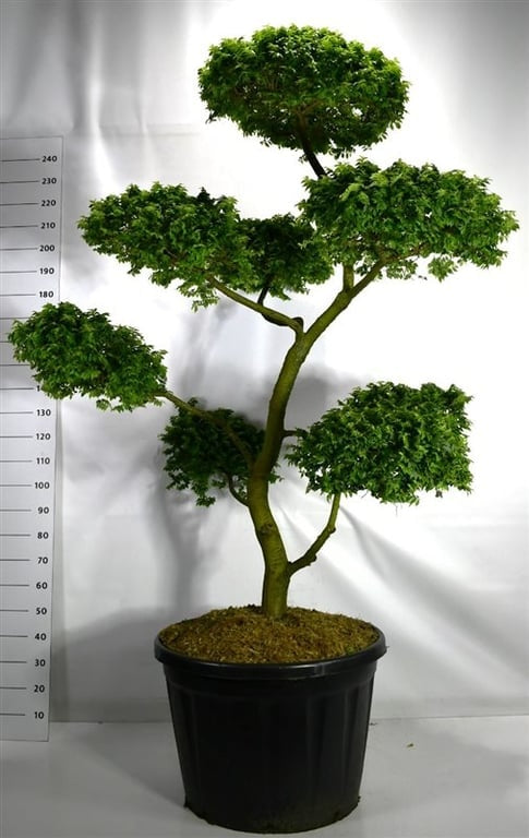 
                  
                    Orme Ulmus Jacqueline Hillier en bonsaï de jardin à feuillage caduc taillé en plateaux, 260 cm
                  
                