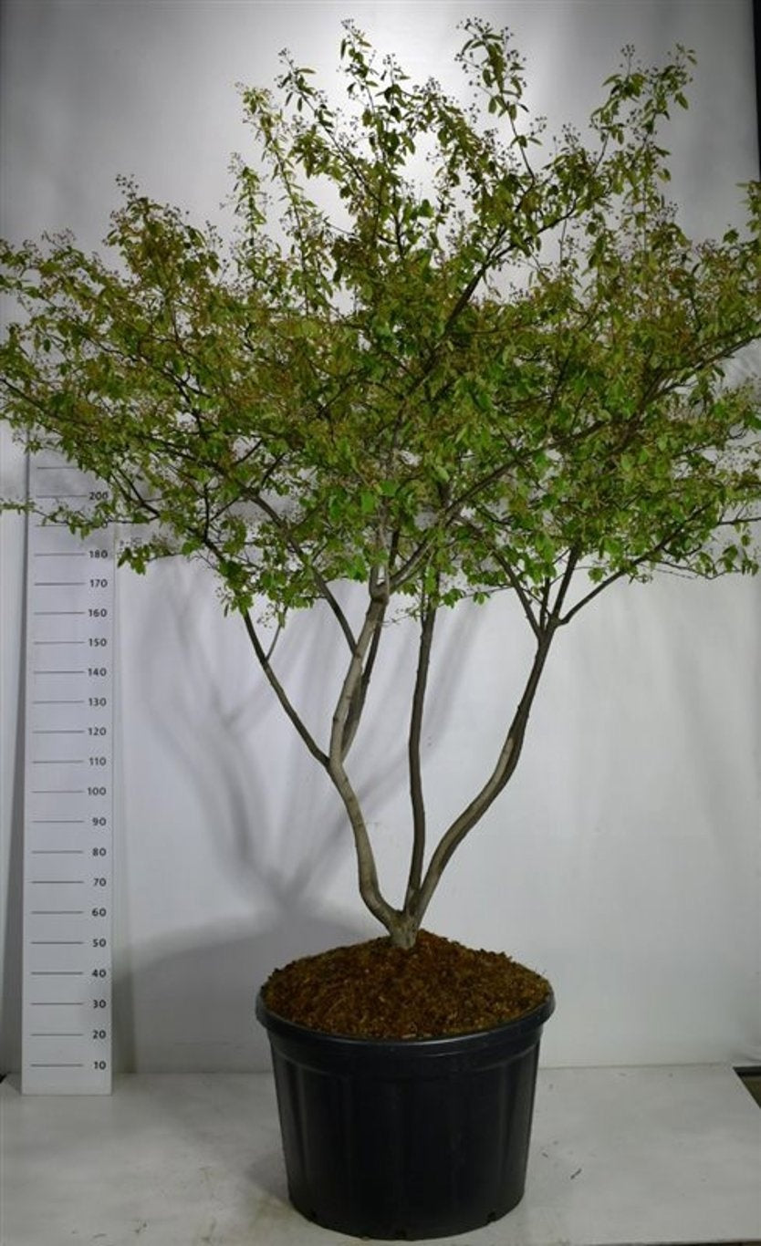 
                  
                    Amelanchier lamarckii — Amélanchier de Lamarck, hauteur 300 cm pot compris, pot de culture Ø 83 cm — photo fournisseur de la référence F00006043, vendue à l’unité
                  
                