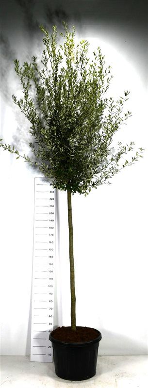
                  
                    Chêne vert Quercus ilex sur tige, hauteur 400 cm, pot de culture 60 cm — référence F00006063 vendue à l’unité
                  
                