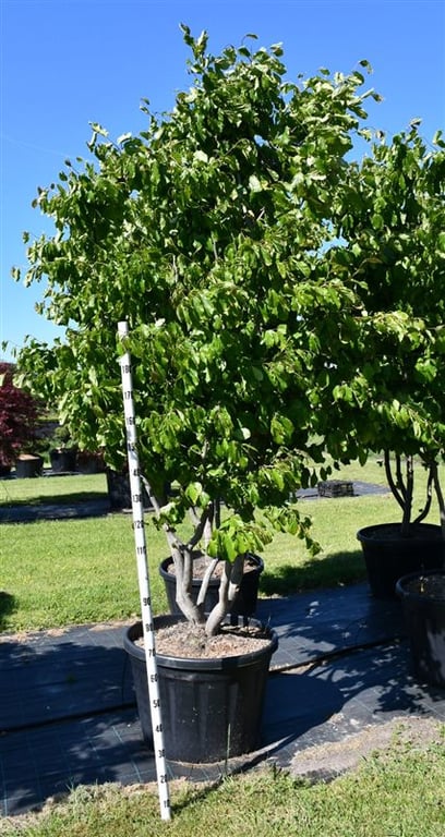 Parrotia persica ramifié, sujet au premier plan de 300 cm en pot de culture 80 cm — référence F00006070 vendue à l’unité