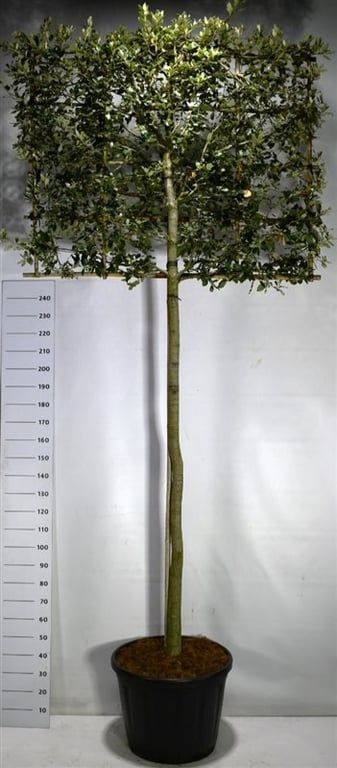 Chêne vert Quercus ilex palissé sur tige, hauteur 325 cm, pot de culture 60 cm — référence F00006127 vendue à l’unité