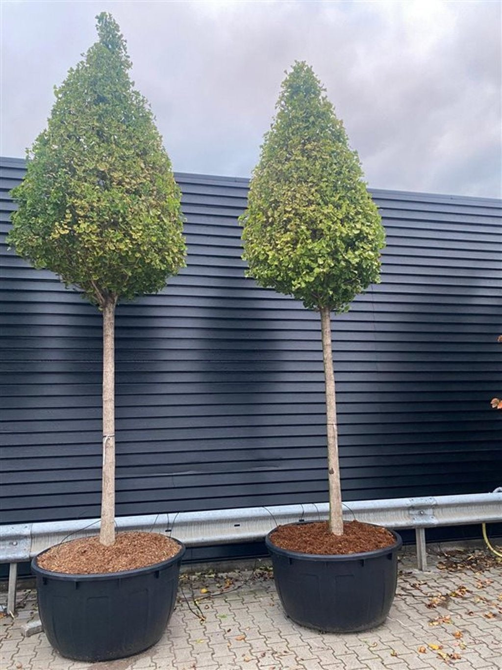 Ginkgo biloba Fastigiata Blagon sur tige, référence F00006255, hauteur 550 cm en pot de 96 cm — photo fournisseur montrant deux sujets ; vente d’un seul arbre à l’unité