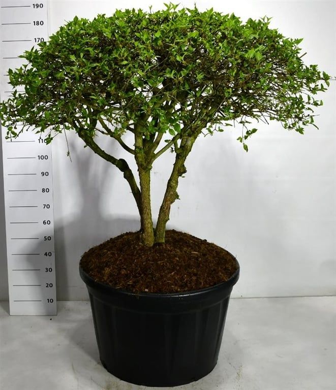 Cornus mas en bonsaï — Cornouiller mâle, hauteur 200 cm pot compris, pot de culture Ø 80 cm — photo fournisseur de la référence F00006327, vendue à l’unité