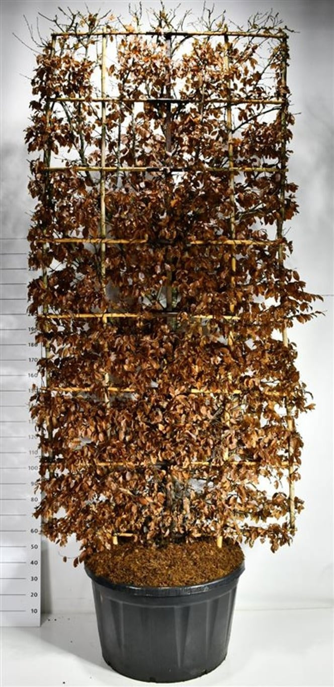 Carpinus betulus palissé, référence F00006556, hauteur 375 cm en pot de 92 cm — photo fournisseur avec feuillage brun marcescent, un seul arbre vendu à l’unité