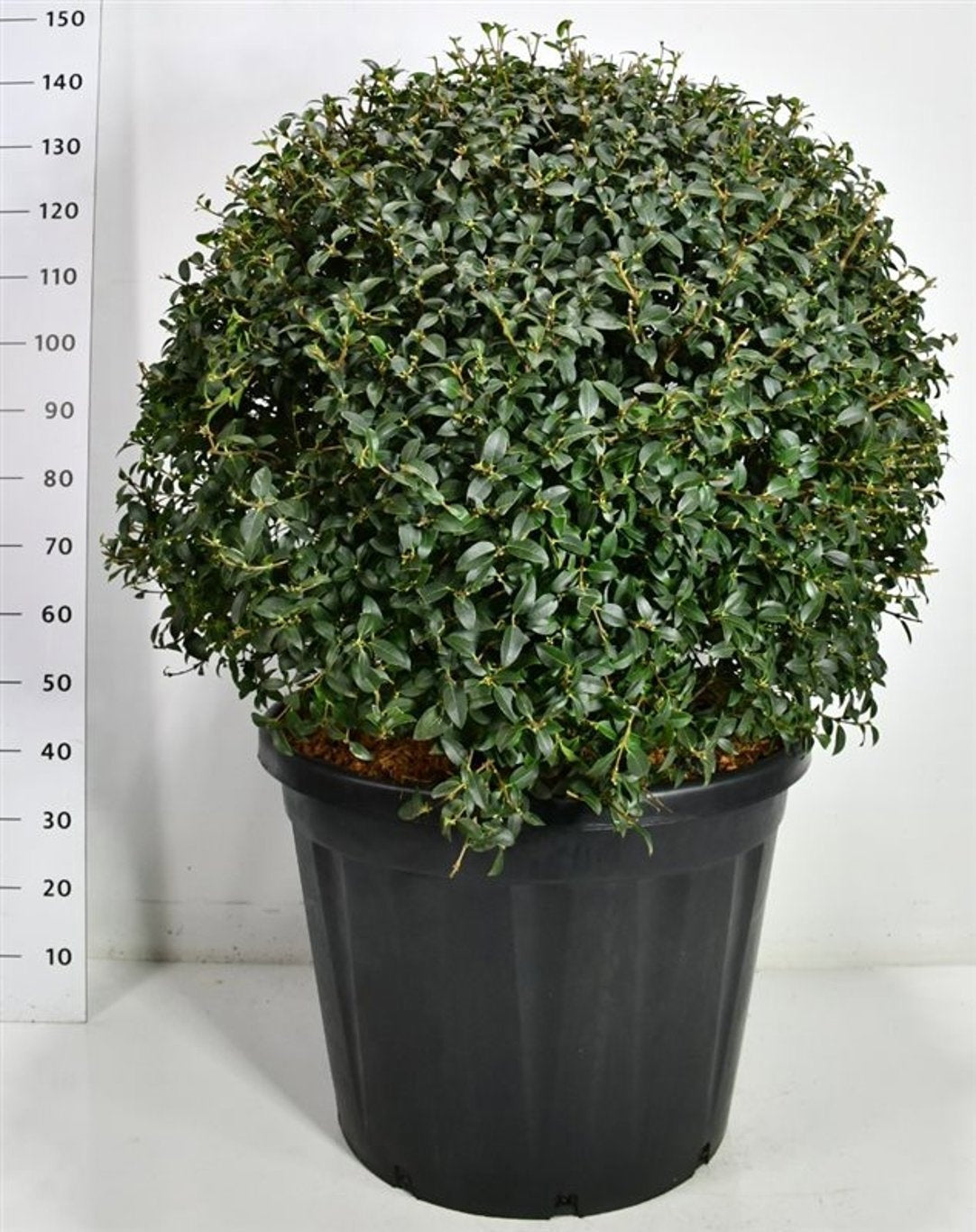 Osmanthus × burkwoodii buissonnant, hauteur 145 cm, pot de culture 65 cm — référence F00006620 vendue à l’unité