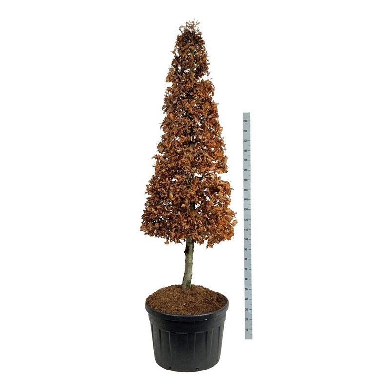 Fagus sylvatica, sujet en pot de culture, hauteur 270 cm — photo fournisseur de la référence F00006962