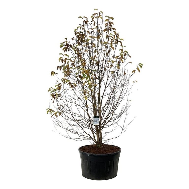 Magnolia kobus — Magnolia du Japon, hauteur 400 cm, pot de culture de 120 cm — référence F00006979 vendue à l’unité