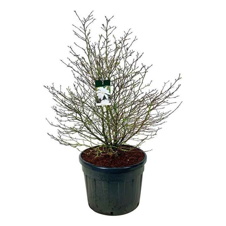 Magnolia stellata — Magnolia étoilé, hauteur 200 cm, pot de culture de 70 cm — référence F00007136 vendue à l’unité