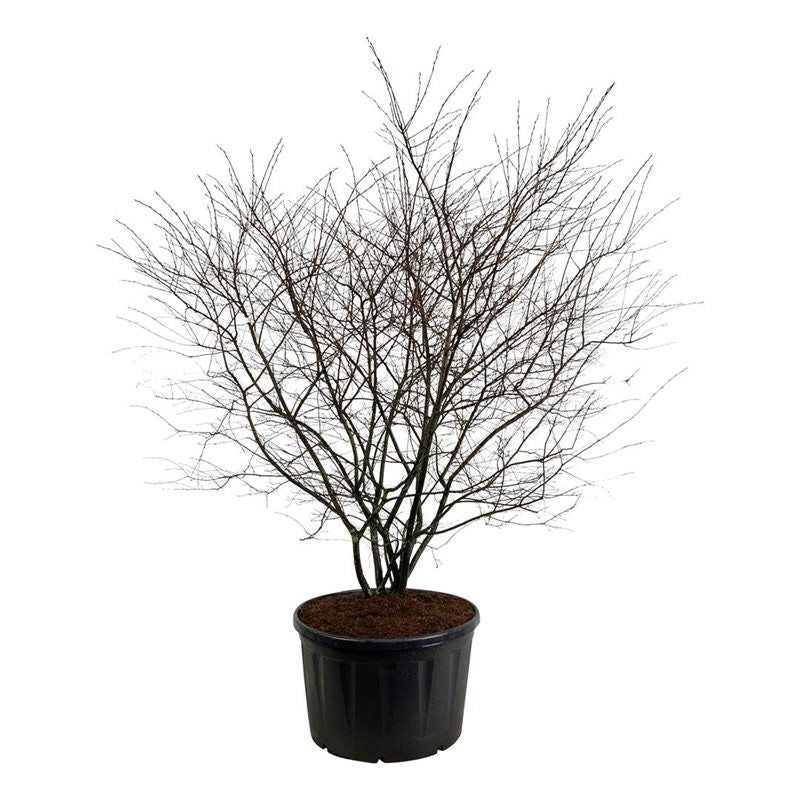 
                  
                    Amelanchier lamarckii — Amélanchier de Lamarck, hauteur 290 cm pot compris, pot de culture Ø 91 cm — photo fournisseur de la référence F00007155, vendue à l’unité
                  
                