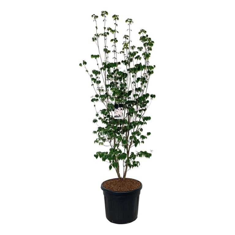 Cornus ‘Aurora’ — Cornouiller à fleurs, hauteur 290 cm pot compris, pot de culture Ø 60 cm — photo fournisseur de la référence F00007360, vendue à l’unité