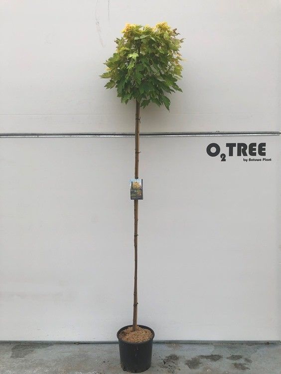Acer pseudoplatanus, sujet en pot de culture, hauteur 240 cm — photo fournisseur de la référence F00012254