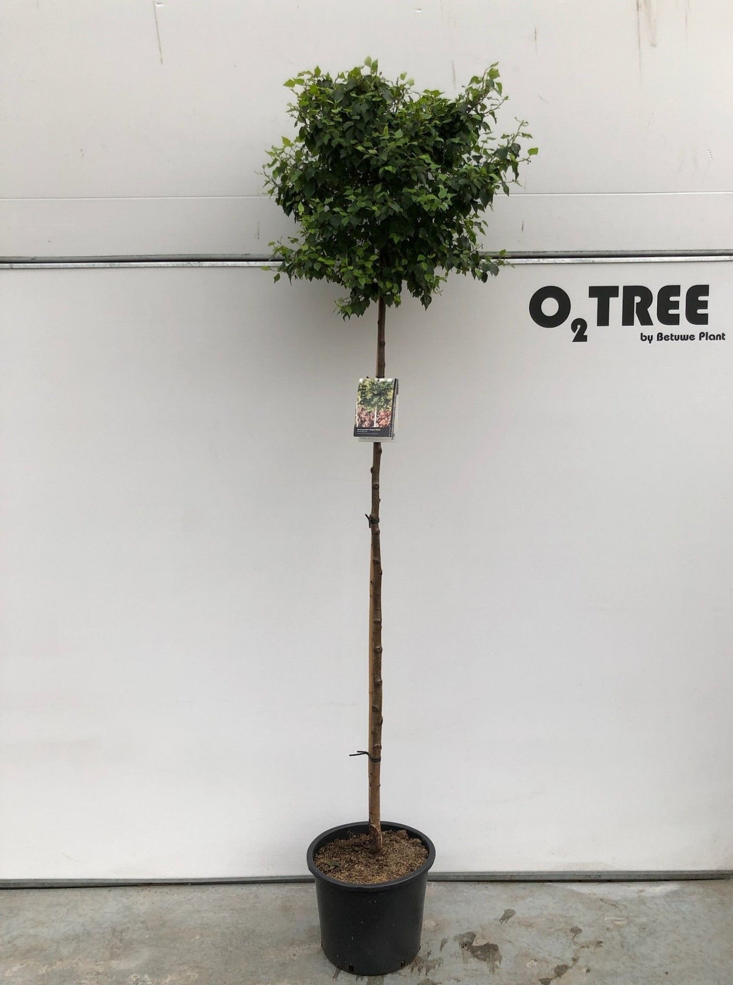 Betula pendula ‘Globe’ — Magical Globe, sujet en pot de culture, hauteur 180 cm — photo fournisseur de la référence F00012262