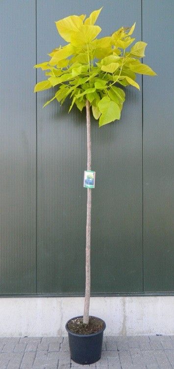 Catalpa bignonioides ‘Aurea’, sujet en pot de culture, hauteur 180 cm — photo fournisseur de la référence F00012265