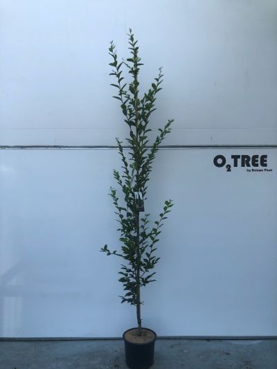 Carpinus betulus ‘Fastigiata’, sujet en pot de culture, hauteur 250 cm — photo fournisseur de la référence F00012266