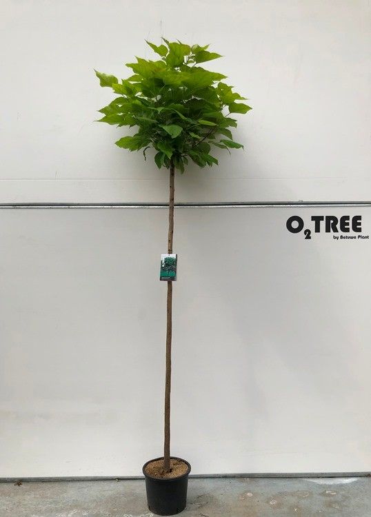 Catalpa bignonioides ‘Nana’, sujet en pot de culture, hauteur 180 cm — photo fournisseur de la référence F00012267