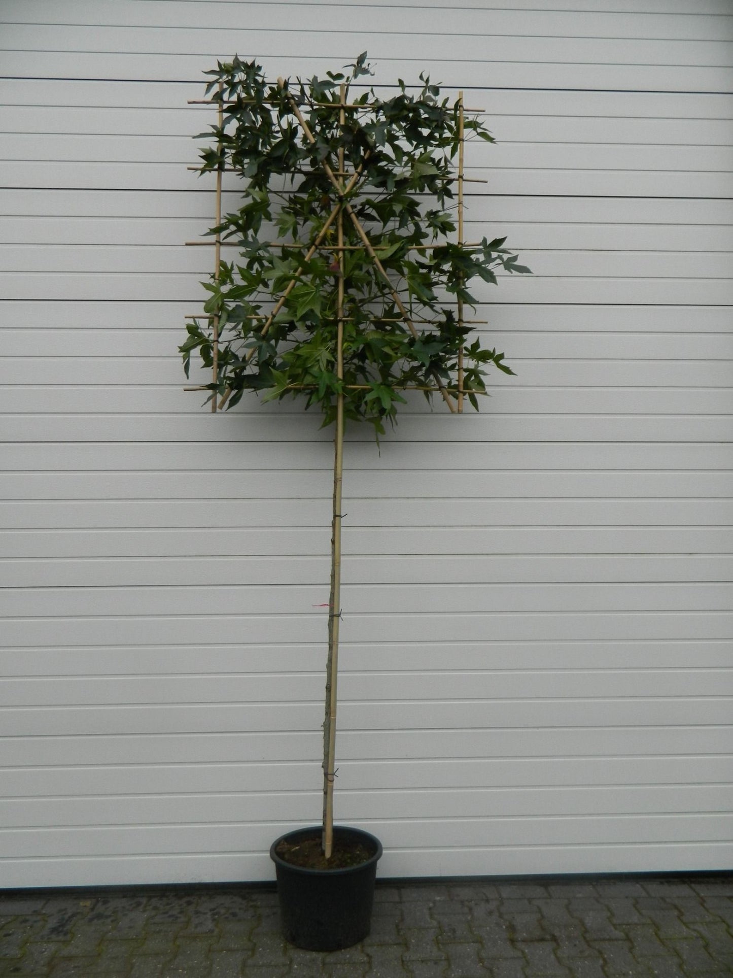 Liquidambar styraciflua palissé — Copalme d’Amérique, hauteur 350 cm, pot de culture de 40 cm — référence F00012361 vendue à l’unité