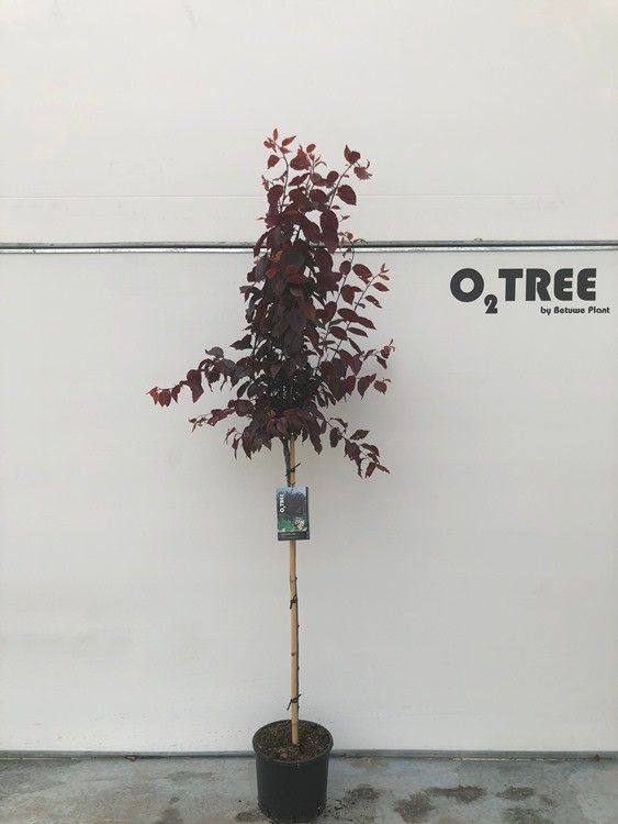 Prunus cerasifera ‘Nigra’, sujet en pot de culture, hauteur 250 cm — photo fournisseur de la référence F00012424