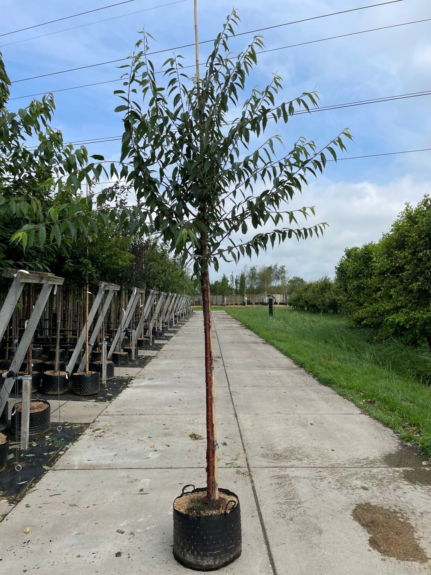 Prunus serrula, sujet en pot de culture, hauteur 270 cm — photo fournisseur de la référence F00012451