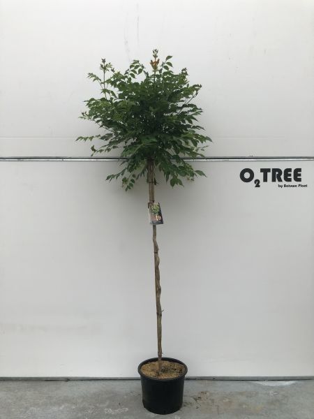 Robinia pseudoacacia ‘Umbraculifera’, sujet en pot de culture, hauteur 200 cm — photo fournisseur de la référence F00012477