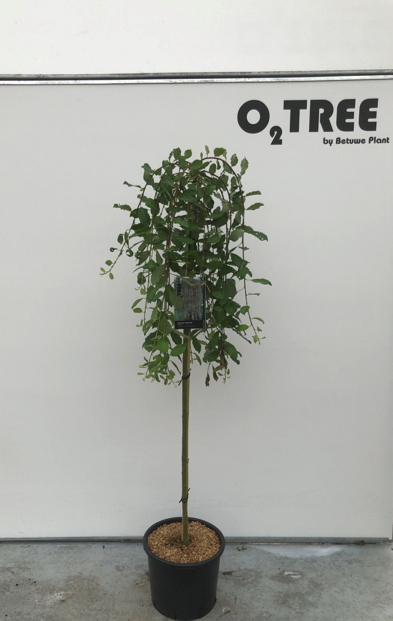 Salix caprea ‘Kilmarnock’, sujet en pot de culture, hauteur 120 cm — photo fournisseur de la référence F00012482