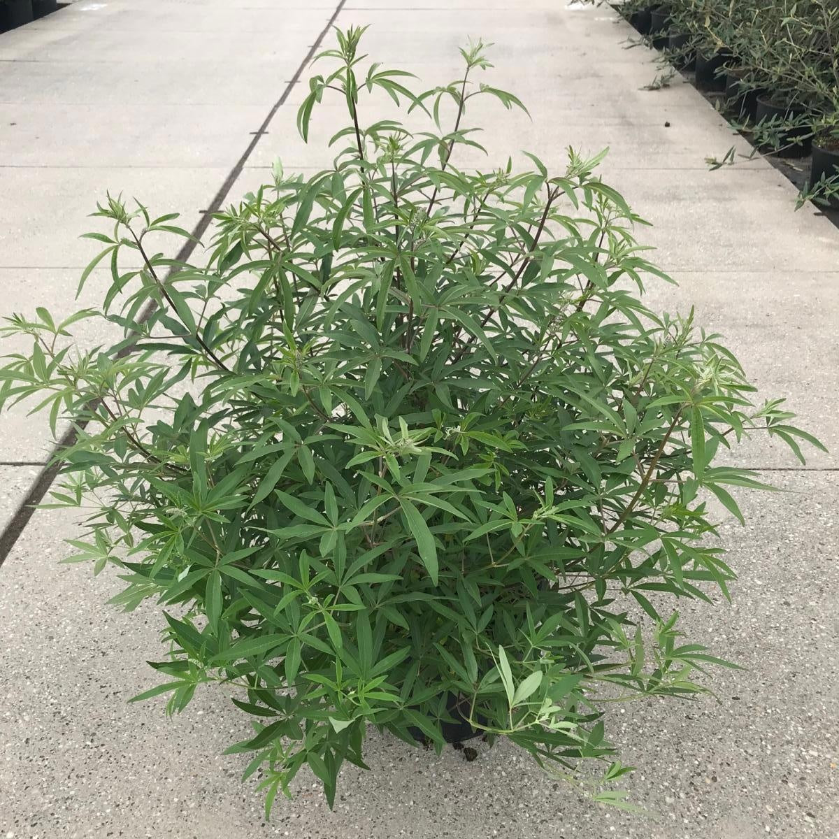 Vitex agnus-castus, format 120 cm en pot de 40 cm, photo d’une plante vendue en lot de 6