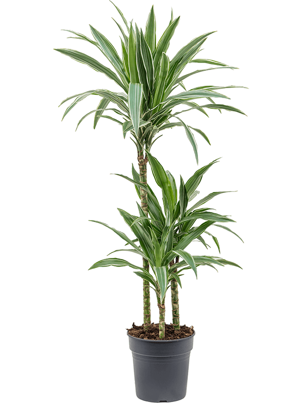 
                  
                    Dracaena Warneckei 100 cm, 3 tiges, pot de 21 cm
                  
                
