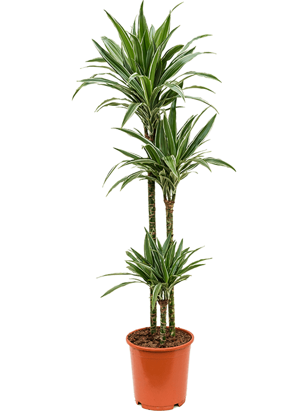 
                  
                    Dracaena Warneckei 150 cm, 3 tiges, pot de 24 cm
                  
                