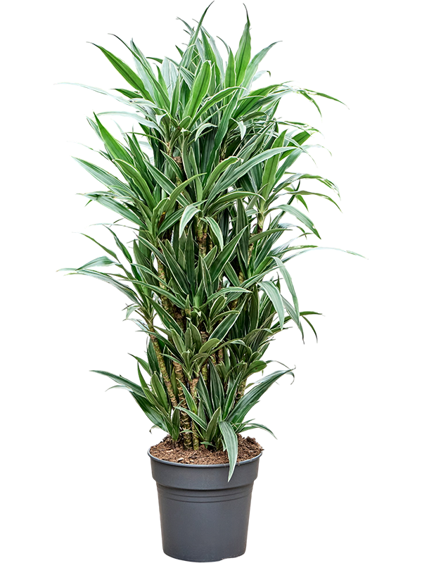 
                  
                    Dracaena Warneckei 140 cm, ramifié, pot de 30 cm
                  
                