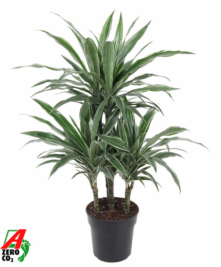 
                  
                    Dracaena Warneckei 90 cm, carrousel, pot de 21 cm
                  
                