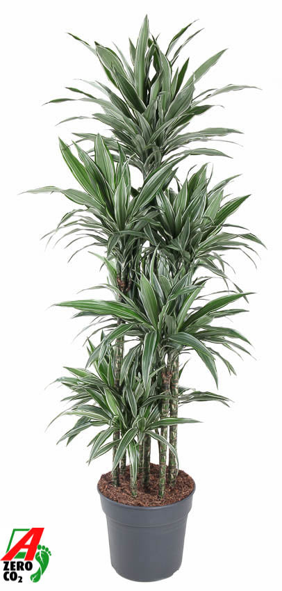 
                  
                    Dracaena Warneckei 180 cm, carrousel, pot de 34 cm
                  
                