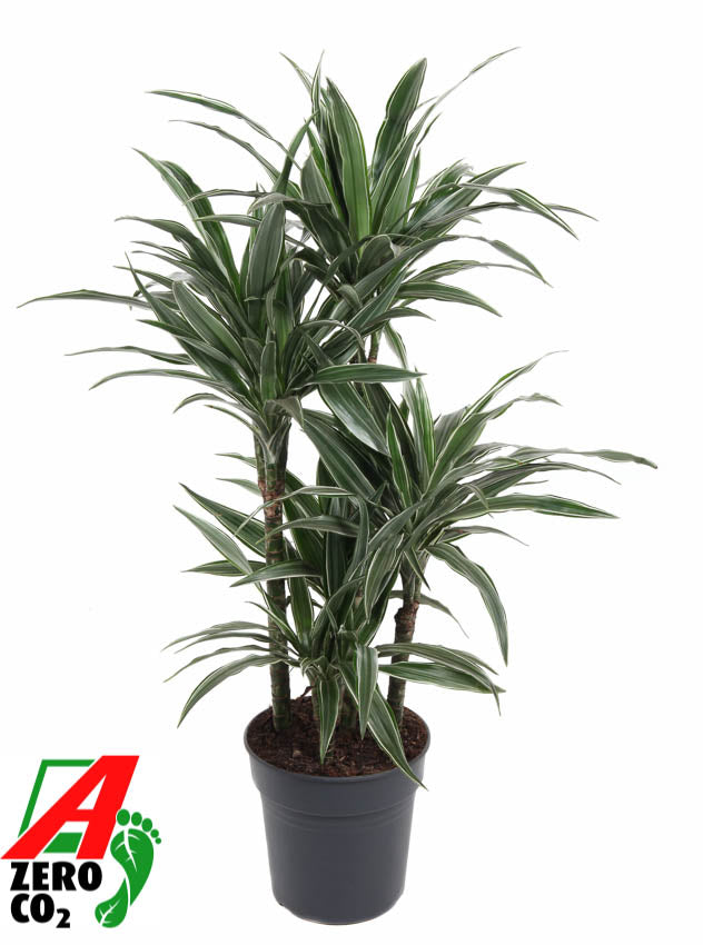 
                  
                    Dracaena Warneckei 110 cm, carrousel, pot de 24 cm
                  
                
