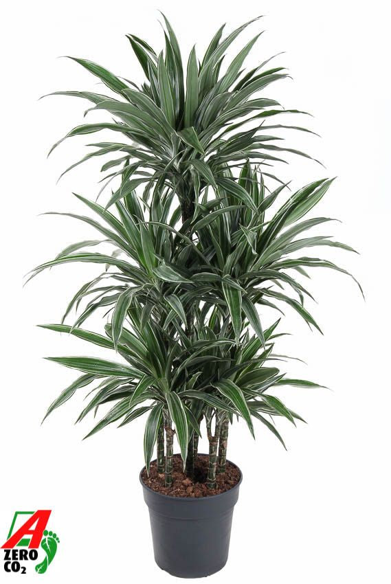 
                  
                    Dracaena Warneckei 140 cm, carrousel, pot de 31 cm
                  
                