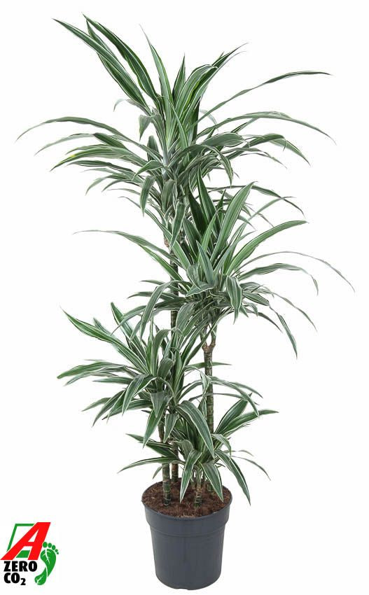 
                  
                    Dracaena Warneckei 150 cm, 4 tiges, pot de 27 cm
                  
                