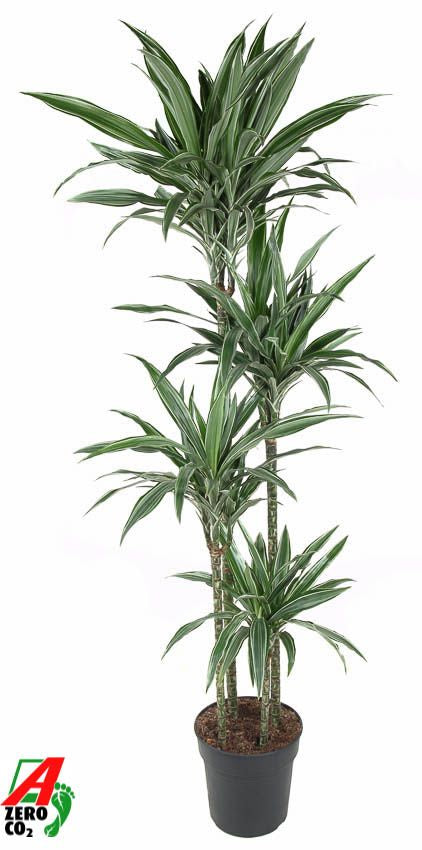 
                  
                    Dracaena Warneckei 180 cm, 4 tiges, pot de 27 cm
                  
                