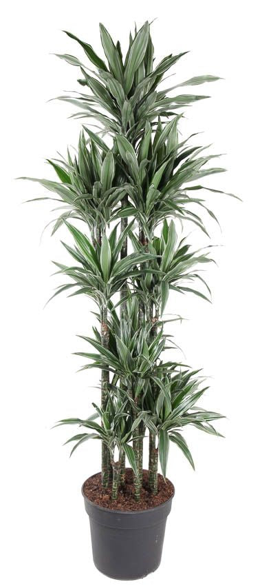 
                  
                    Dracaena Warneckei 190 cm, carrousel, pot de 40 cm
                  
                