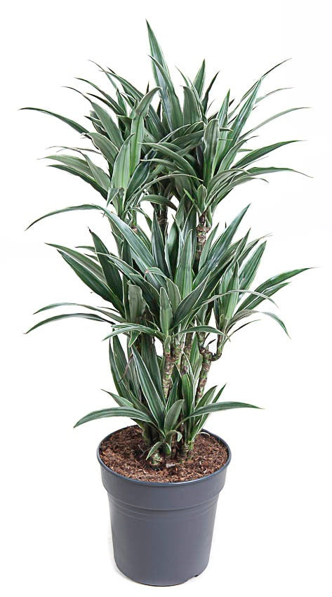
                  
                    Dracaena Warneckei 110 cm, ramifié, pot de 27 cm
                  
                